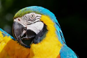 フィンジアとチャップアップの効果的な使い方は？