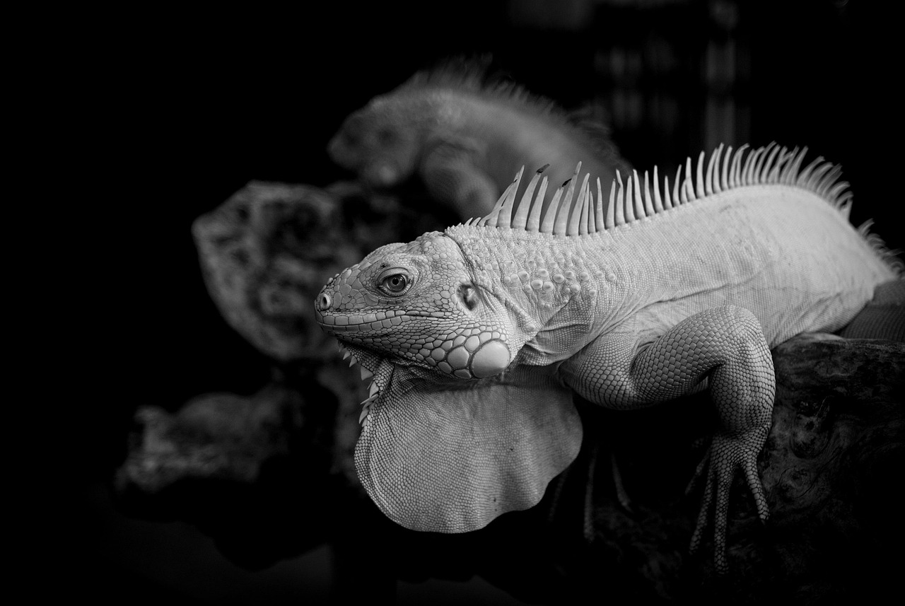 フィンジアとチャップアップの違いは何ですか？