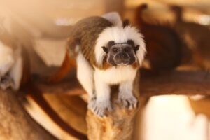 ミノキシジルでM字ハゲを改善する方法は？