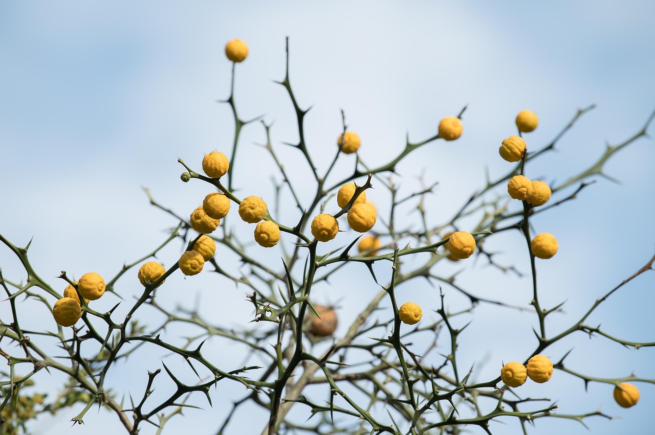 女性のためのm字はげ対策に効果的な方法は？